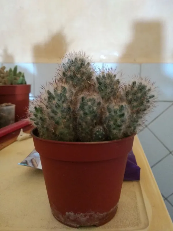 kaktus 1