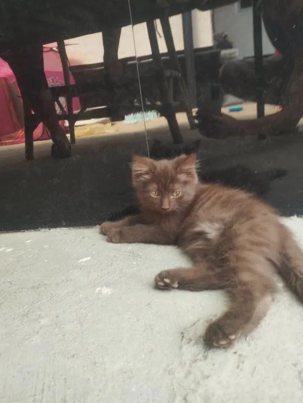 Скоттиш фолд сотилади 4