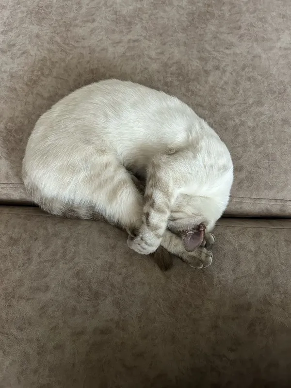 Бенгальская кошка — фото 3