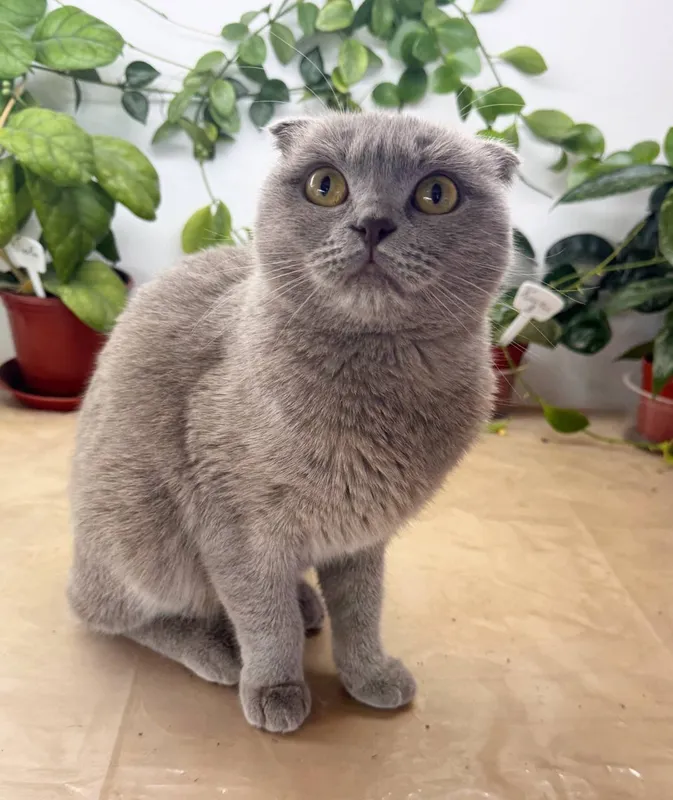 Скотиш Фолд чистокровная девочка 3 Скотиш Фолд чистокровная девочка 3
