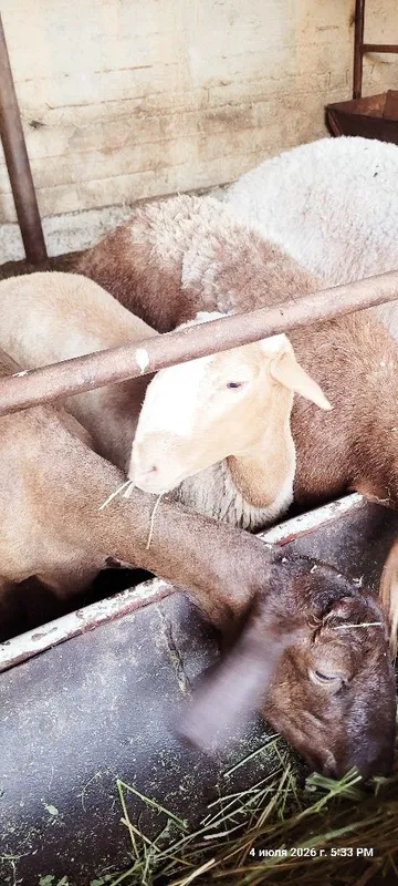 Qòchqorcha sotiladi