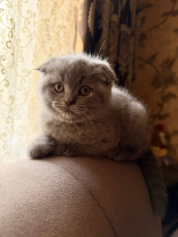 Порода:Скотиш Фолд. — фото 1