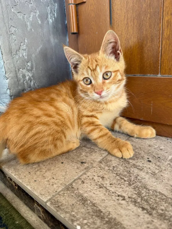 Котенок сладкий, игривый. Отдается в добрые руки — фото 5