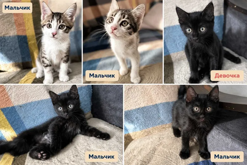 Котята в добрые руки 1 Котята в добрые руки 1