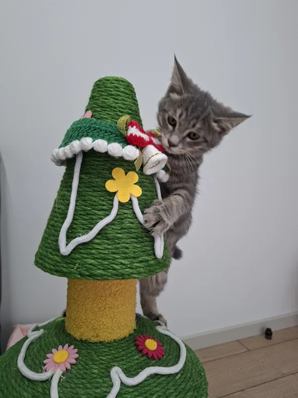 Котенок мальчик два месяца 1 Котенок мальчик два месяца 1