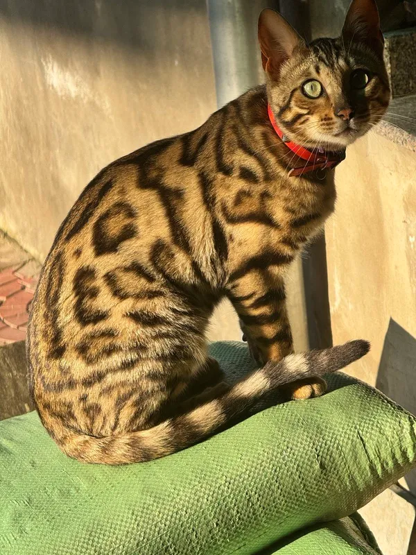 бенгальская кошка