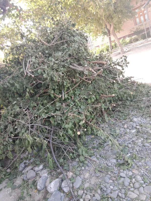 Tutni utinlari sotiladi srochna hul utinlar kundalari kesilgan — фото 4