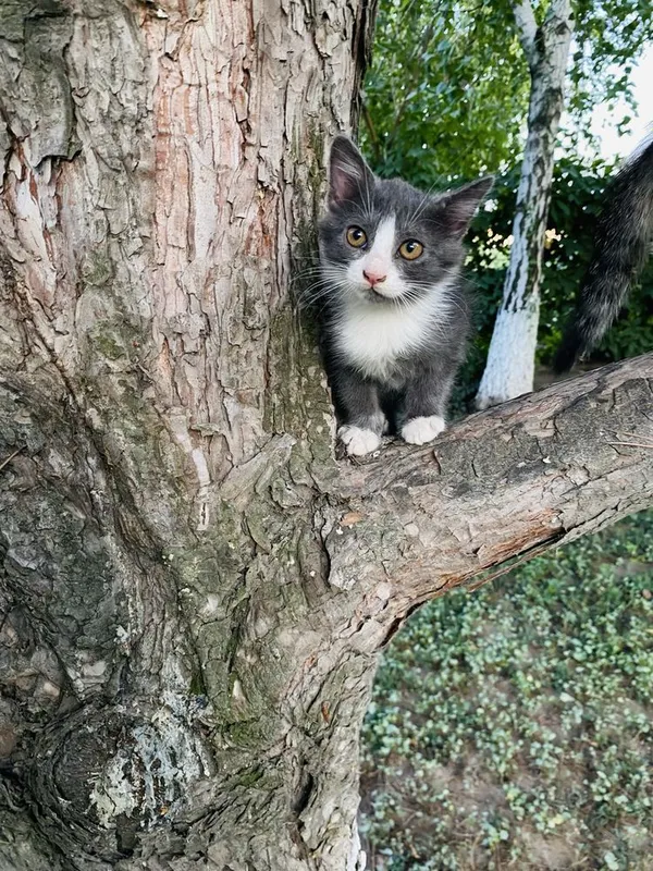 Котята в добрые руки 1