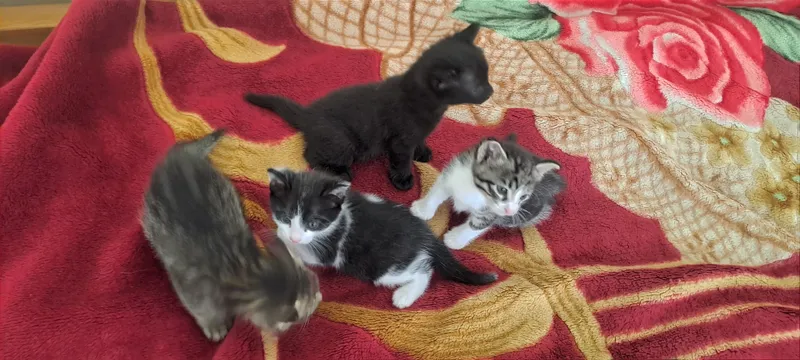 Котята — фото 2