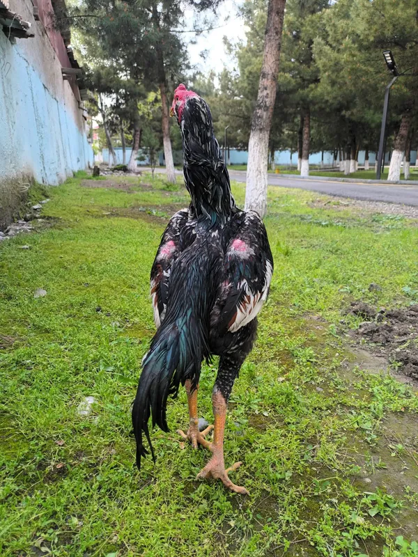 Дакан жужа сотилади — фото 2