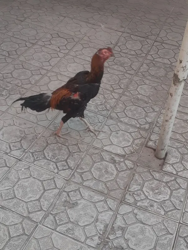 Xoroz sotiladi srochno 7 Xoroz sotiladi srochno 7