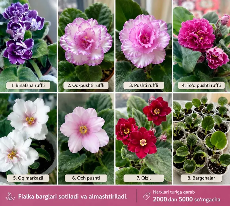 Fialka barglari sotiladi, almashtirish ham mumkin. 1 Fialka barglari sotiladi, almashtirish ham mumkin. 1