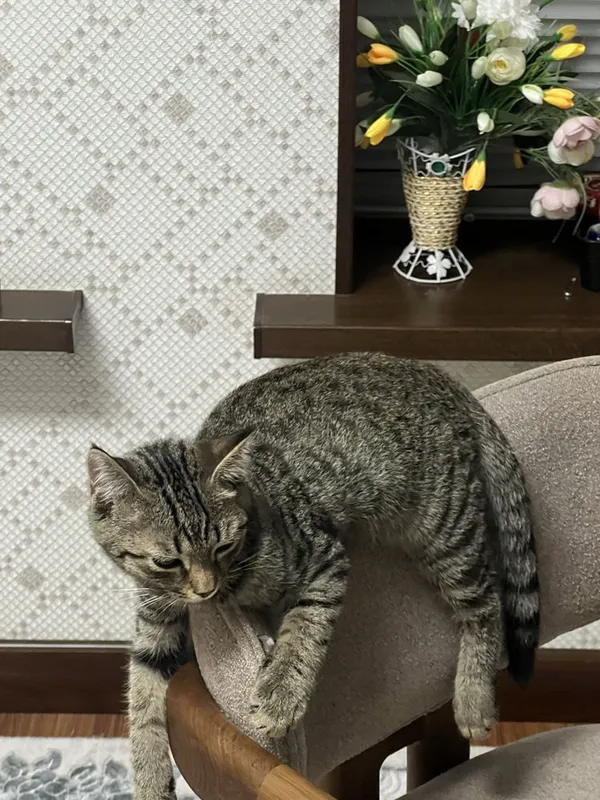 2 мальчика котёнка 8