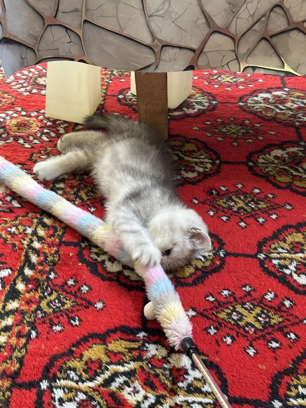 Очаровательный котонек британской шиншиллы, brintanskiy shinshilla 5 Очаровательный котонек британской шиншиллы, brintanskiy shinshilla 5