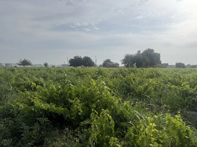 Oʻtlarni urib olish kerak bepul faqat toza qilib urib olsa buldi