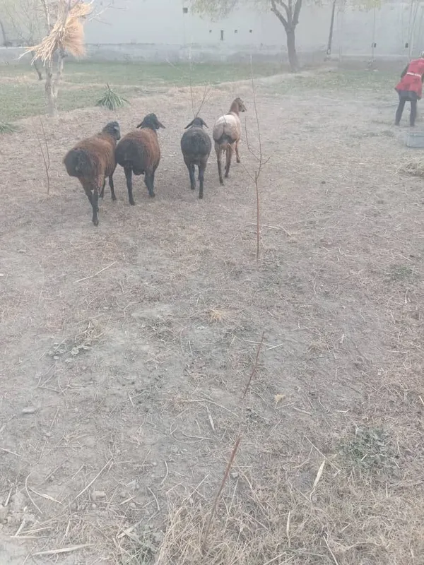 Qòylar sotiladi qqqq