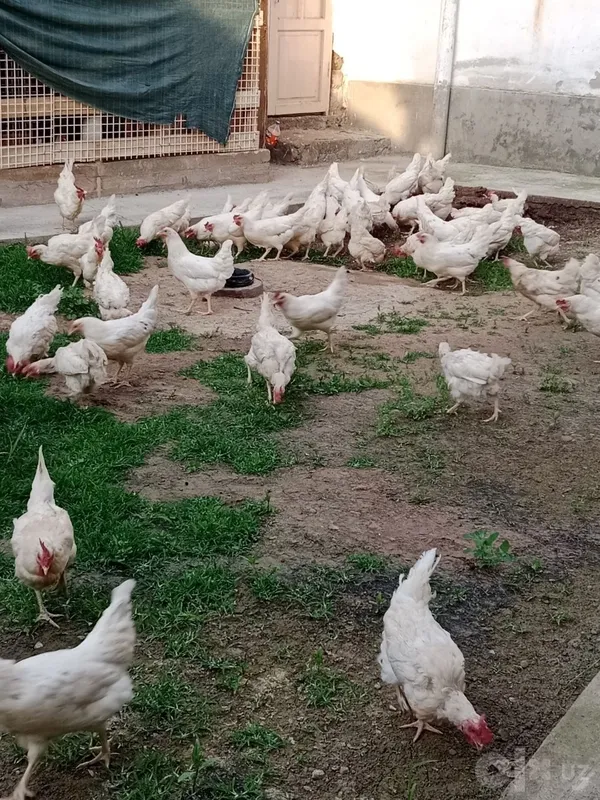 Продаются куры, несущие яйца Продаются куры, несущие яйца