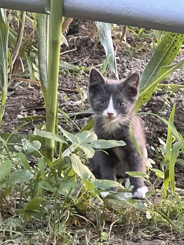 Отдам котят в хорошие руки 3 Отдам котят в хорошие руки 3