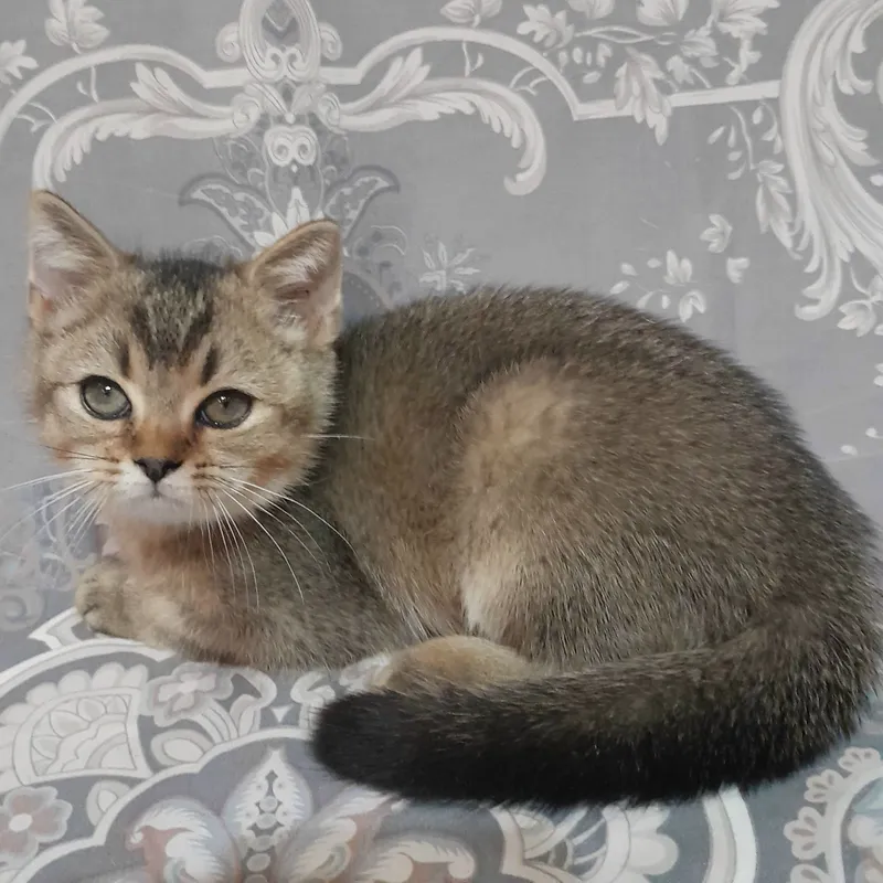 Shinshilla, skotish-streyt erkak mushukcha sotiladi 4 Shinshilla, skotish-streyt erkak mushukcha sotiladi 4