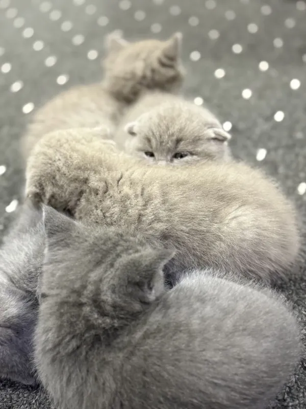 Британсике котята — фото 5