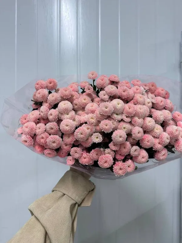 Свежая хризантема разных сортов