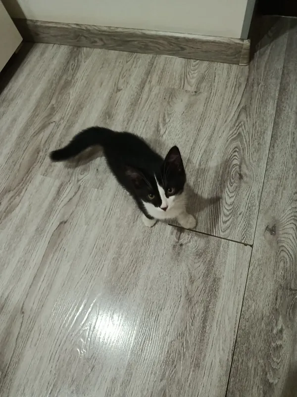 Котёнок активный и здоровый Ташкент 2