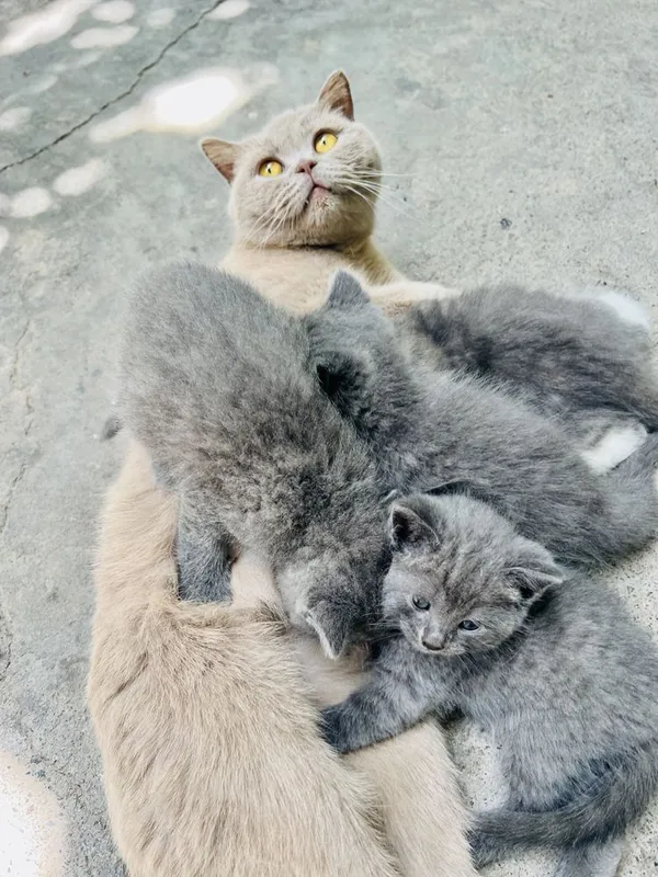 СРОЧНО!!Продается котята последняя фото мамы