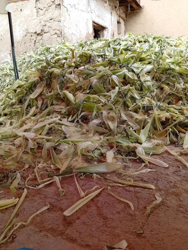 Tekin!!! Joxori pochogi tekin kinga kerak bolsa olib ketilar 5