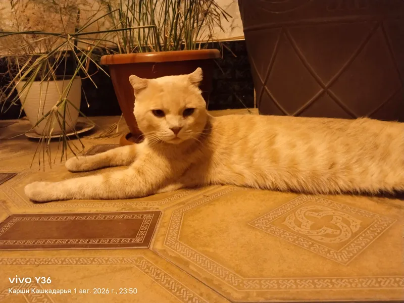 Продаётся — красивый кот Scottish Fold 1 Продаётся — красивый кот Scottish Fold 1
