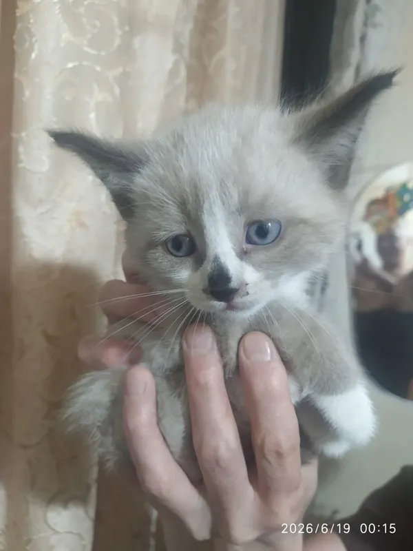 Пристраивается котёнок 1