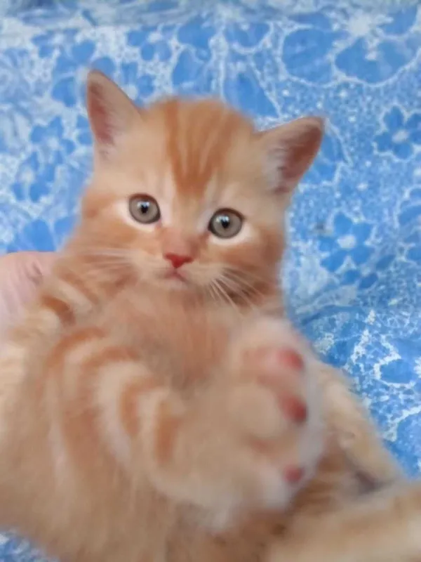 Котята Скоттиш Страйт 6 Котята Скоттиш Страйт 6