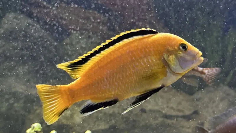 Afrika cichlid baliqlar 10sm dan kotta samets