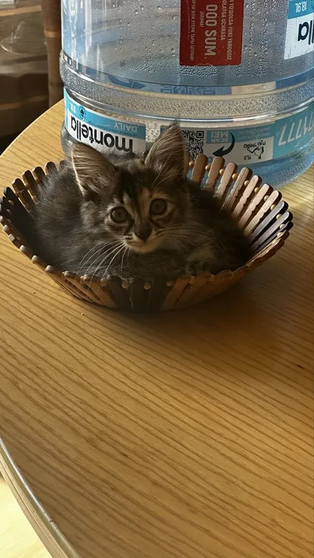 Отдаю в добрые руки котенка 1