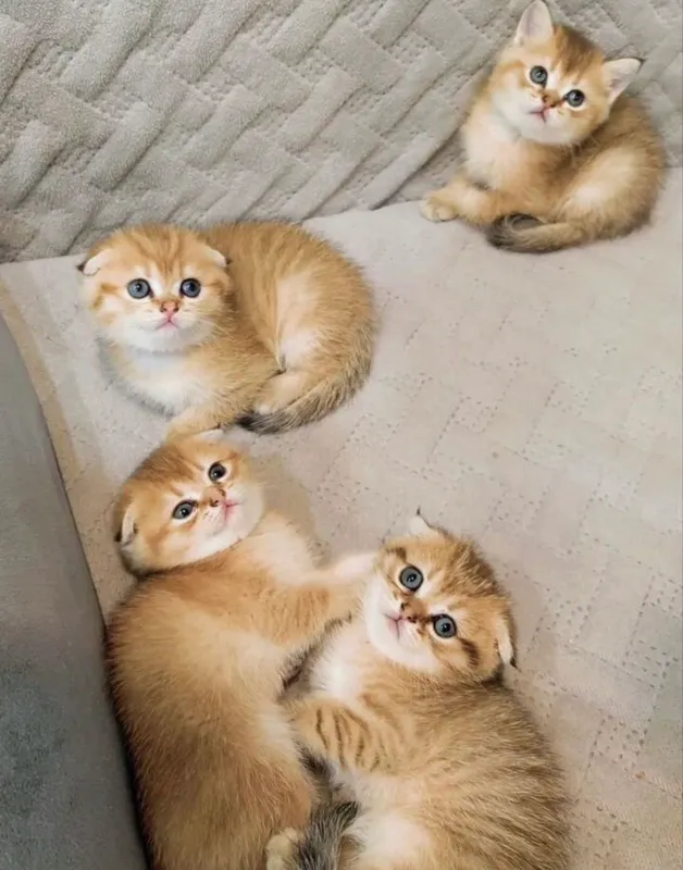 шотландские вислоухие котята — фото 3