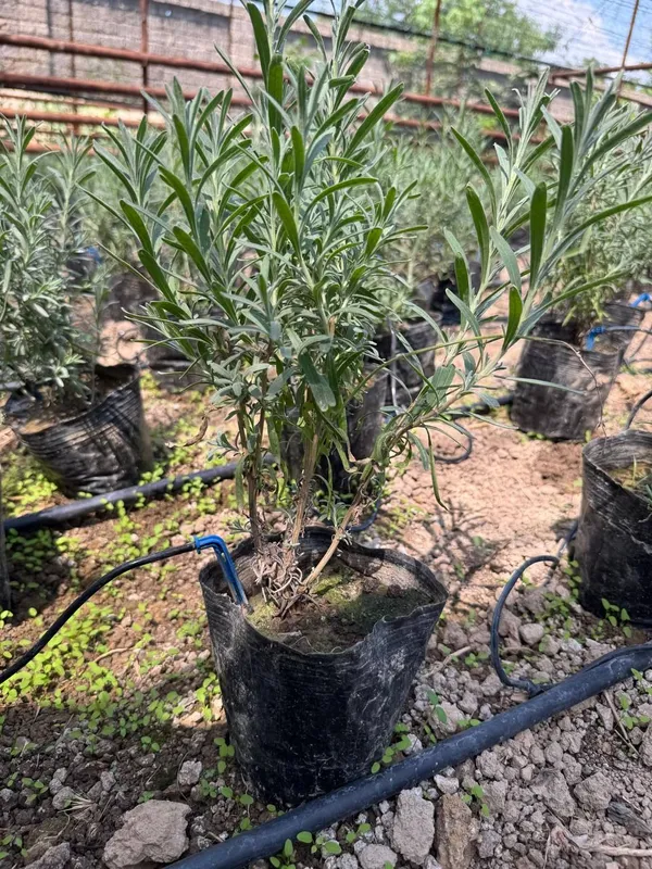 fransuzkiy lavanda Holati ideal 3 fransuzkiy lavanda Holati ideal 3