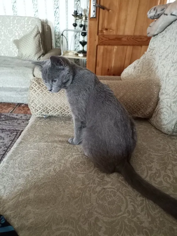 Жи́вотные кошечка один год 3 Жи́вотные кошечка один год 3