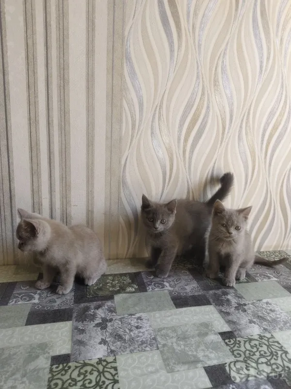 Продаются породистые котята 3 Продаются породистые котята 3