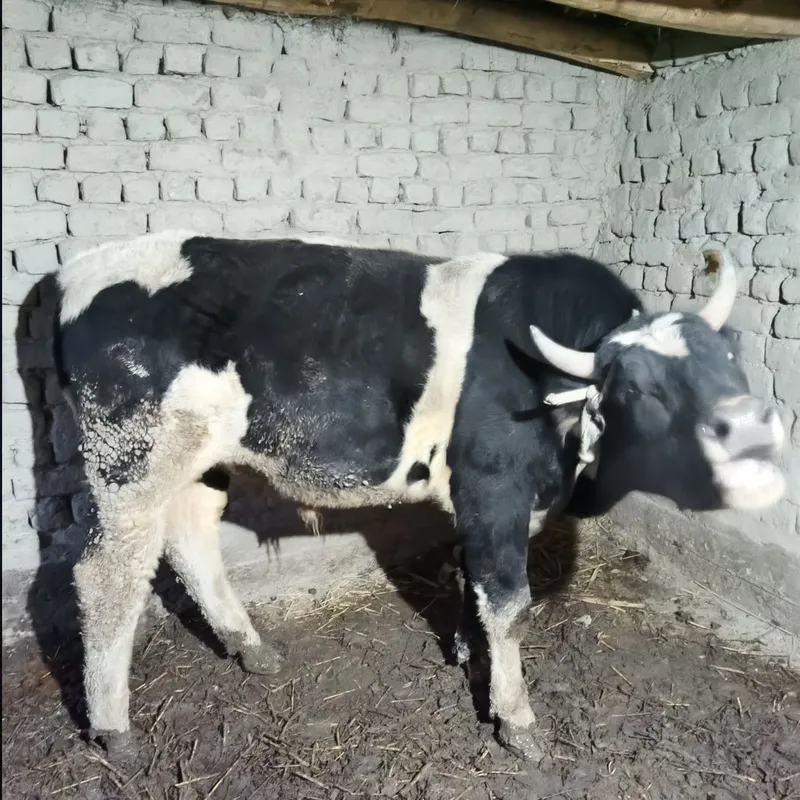 Buqa sotlad zot gegant parodadan — фото 2