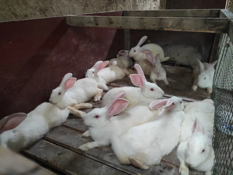 Продаю кролики хикол 1 Продаю кролики хикол 1