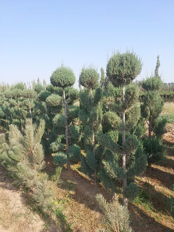 Manzarali ko‘chatlar — Samarqand Agro Dizayn firmasidan! — фото 3