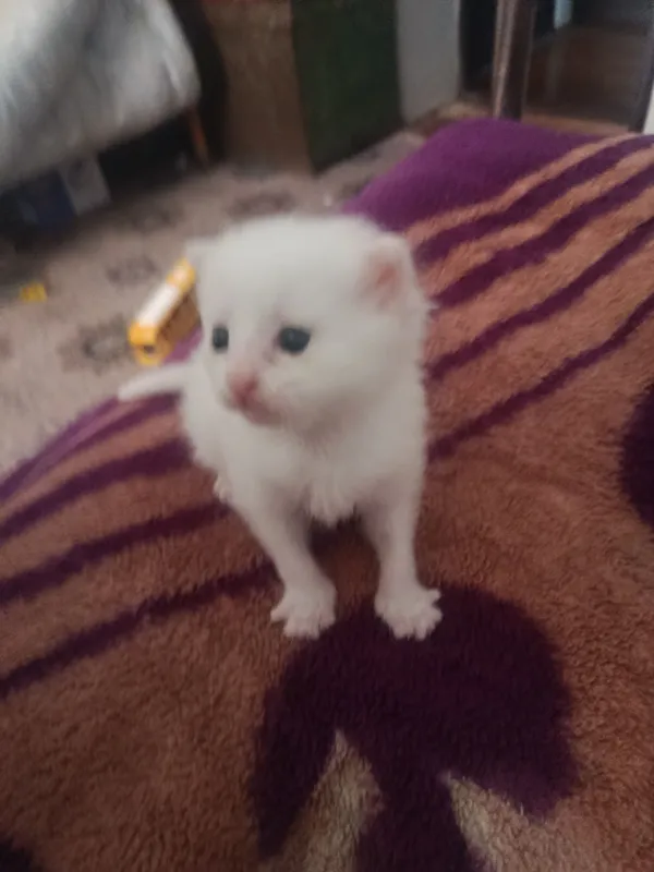 Котенок породистый 1 Котенок породистый 1