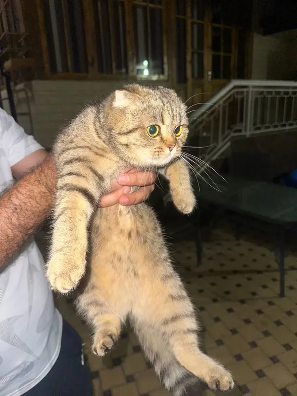 Scottish fold mushuk — фото 1