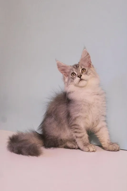Мейн-куны котята — фото 1