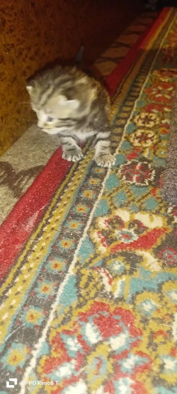 Mushuk bolalari sotiladi.Aqlli,lotok biladi — фото 2