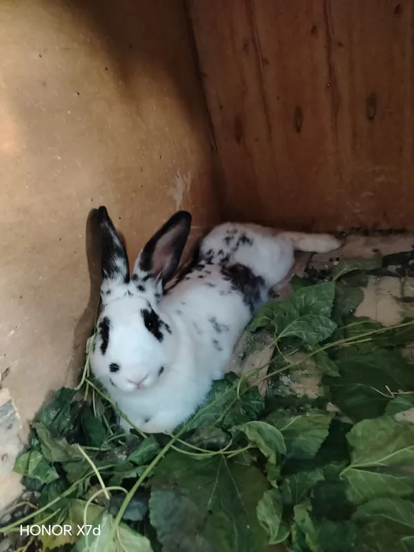 Кролик самец продам 5 Кролик самец продам 5