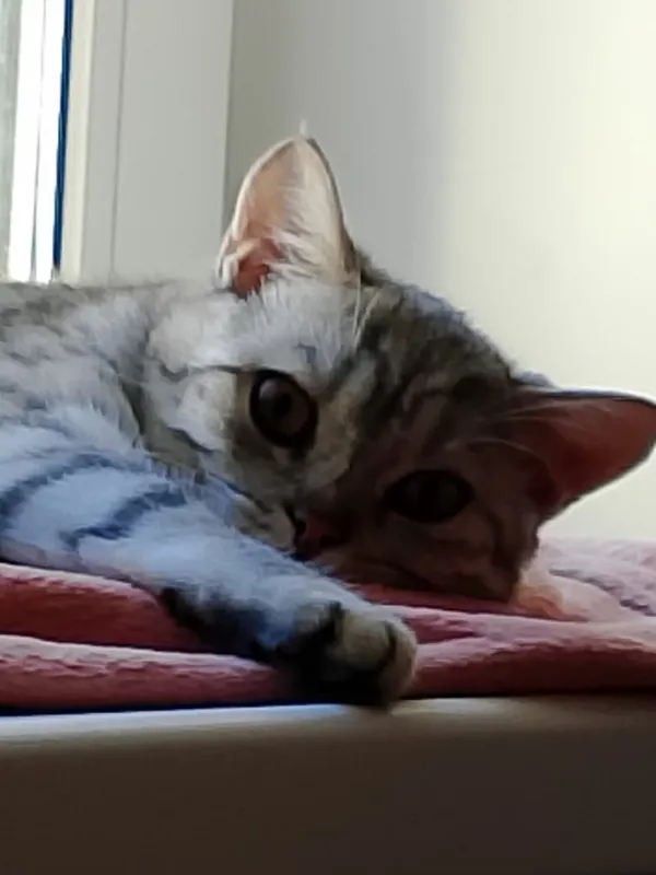 Шотландская кошка.(мушук)