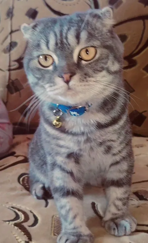 продаётся кот