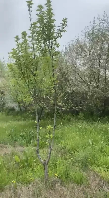 Уй сотилади ер нархида — фото 5