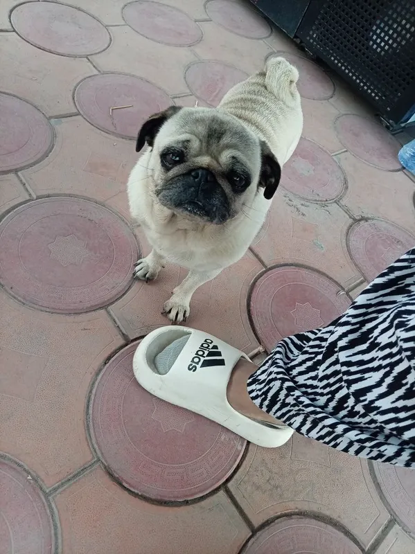 Mops qiz bola 2 yosh Latok biladi