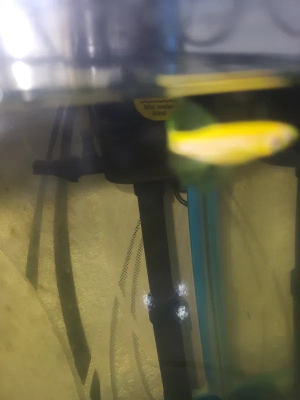 Danio baliq 2